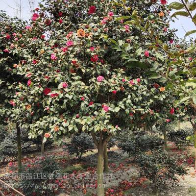 茶花树,高杆茶花树价格,四川茶花树种植基地,成都茶花树批发