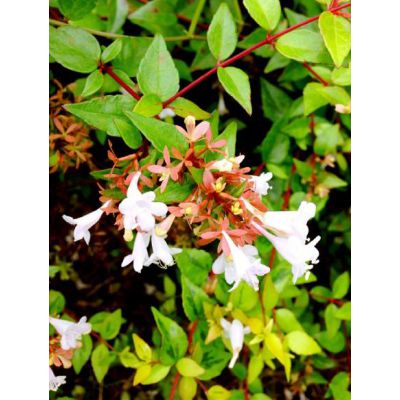 产品标签|六道木降龙木树苗价    格订货量￥0.70100 - 499棵￥0.