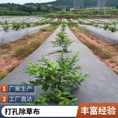 黑色农用除草布 园林防草地布 园艺地布