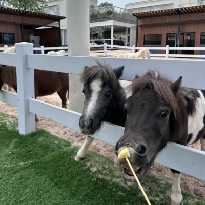 PVC马场护栏白色围栏马术赛道马术俱乐部隔离栏农场畜牧养殖围栏