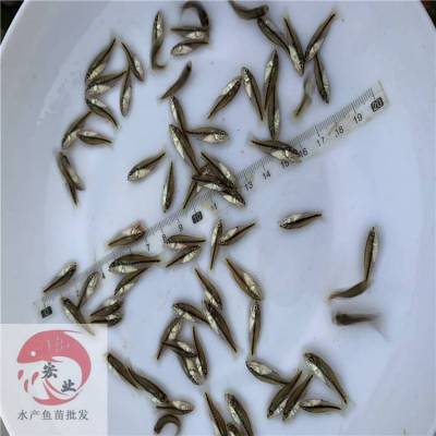 锦州吃饲料加州鲈鱼苗 加州鲈鱼苗规格苗优良品种