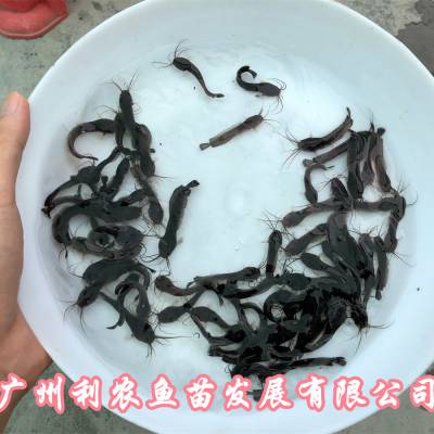 江苏南通杂交三黄塘角鱼苗批发江苏泰州土塘鲺鱼苗出售