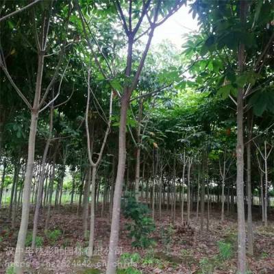 四川12CM-30CM七叶树销售 半球形七叶树 品种全