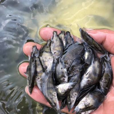 桂花鱼苗 淡水活体鳜鱼 翘嘴鳜鱼 肉食性养殖桂花 季鱼 桂鱼 鳌花鱼苗 广州华丰水产有限公司