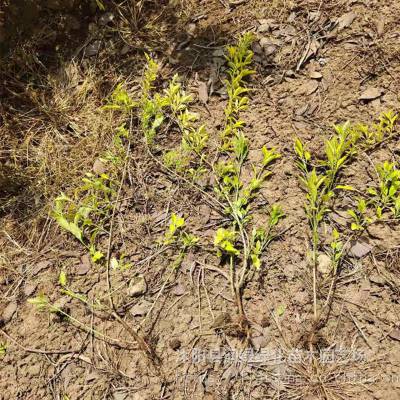 基地批发金叶连翘苗 苗木采购 庭院绿植篱笆树