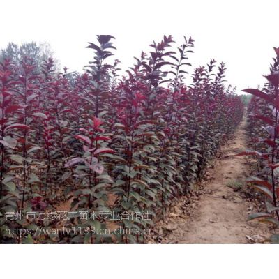 山东红叶李种植基地大量供应红叶李树苗