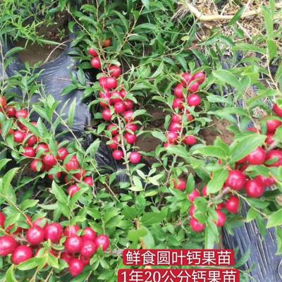 东北哪里有钙果苗？黑龙江-吉林-辽宁钙果苗种植基地 1-3年生钙果苗批发