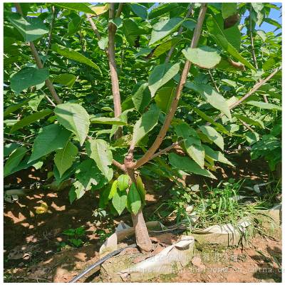 5公分矮化美早大樱桃树 6公分樱桃树价格