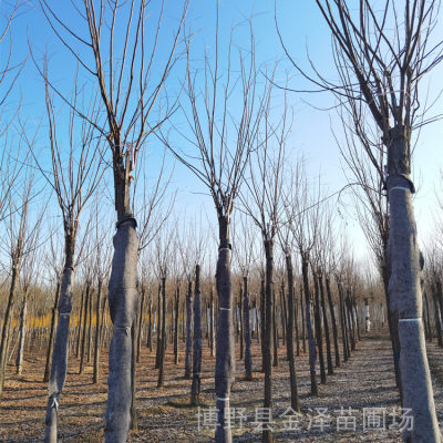 安徽红花刺槐产地-7公分红花刺槐-易成活-移栽苗-长势快