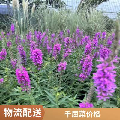 再力花种苗 花叶芦竹 芦苇苗 千屈菜 荷花苗