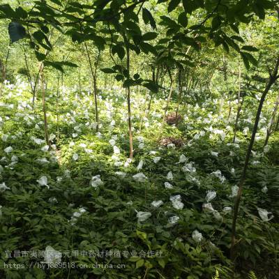 湖南湘潭哪里有竹节参种苗七叶一枝花农业致富品种