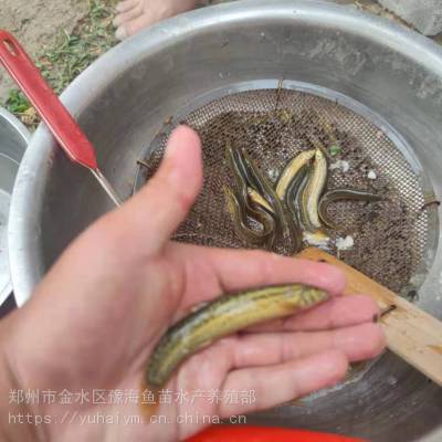 郑州特种鱼苗孵化中心 郑州北四环黄河滩基地 泥鳅苗 鲶鱼苗 黑鱼苗 青鱼苗罗非鱼