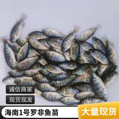 󲻲޷ ޷ ֳ޷