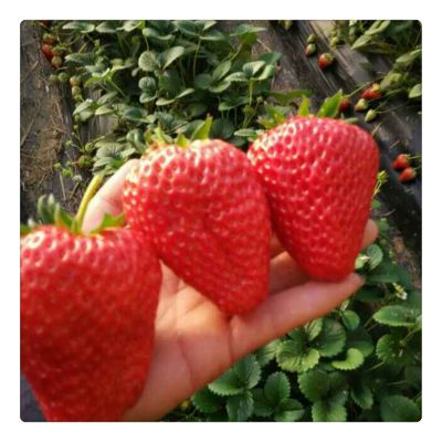 草莓苗品种介绍 草莓苗价格 草莓秧批发 草莓苗基地
