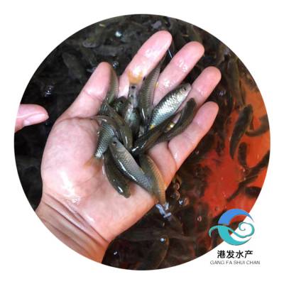 军鱼鱼苗养殖 新手可养的淡水鱼苗 精品青竹鲩鱼苗 保活到塘