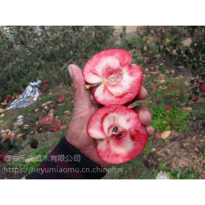 红肉苹果苗多少钱一棵 红色之爱苹果苗新报价 红肉苹果苗种植要点