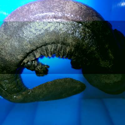 江苏娃娃鱼多少钱一斤徐州娃娃鱼常州娃娃鱼价格