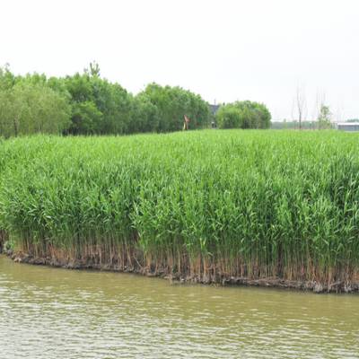 河北芦苇苗、河北芦苇种苗、河北种植芦苇、河北芦苇种子