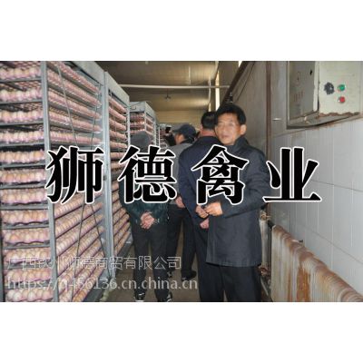 云南德宏鸡苗哪里有卖的 江门附近鸡苗场 贵阳耳环批发市场在那