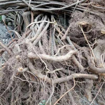 供应五味子大苗木2万株