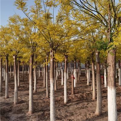 園林綠化金葉槐樹苗福建矮杆金葉槐