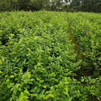 长期供应朴树小苗园林绿化丛生朴树人行道绿植基地直发