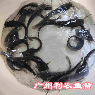 八须胡子鱼苗源头苗场 埃及胡子鲶鱼苗优惠多多