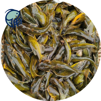 南澳新余周边湖南黄颡鱼高产量无病害