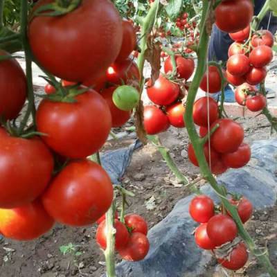 荷兰大粉番茄品种|荷兰巨粉番茄种子|西红柿番茄种子