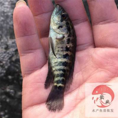 双鸭山黔东淡水石斑鱼苗 供应花斑鱼苗