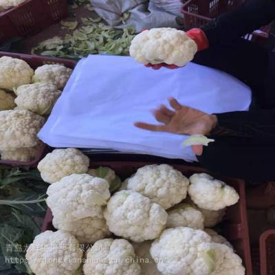 保鲜高产白菜花 白花菜生产基地 出口雪岭白菜花价格 中国供应商