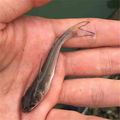 少病害鮰鱼苗 生长周期短叉尾鱼苗大量出售 规格整齐