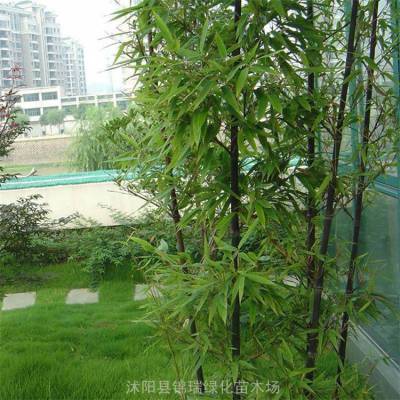 观赏竹种2公分3公分紫竹苗 庭院别墅阳台 小径或池水旁点缀