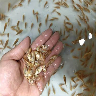 渔场自家繁殖地图鱼批发地图鱼苗厂家地图鱼苗价格