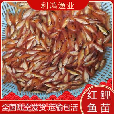养殖场一手货源红鲤鱼苗玻璃红鲤鱼类 养殖难度低 利鸿渔业全国包活