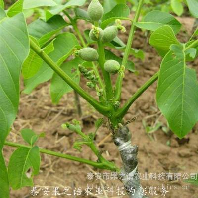 礼品1号核桃苗批发、礼品1号核桃苗批发商