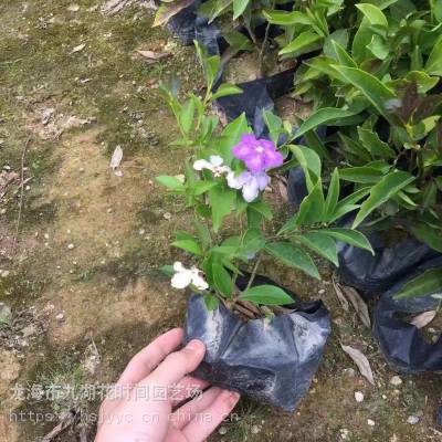 双色茉莉花基地 茉莉花植被，双色茉莉花