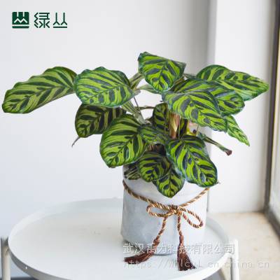 武汉办公室绿植盆栽/植物上门养护/净化空气公司绿化/小孔雀竹芋水泥灰口袋盆/绿丛园林