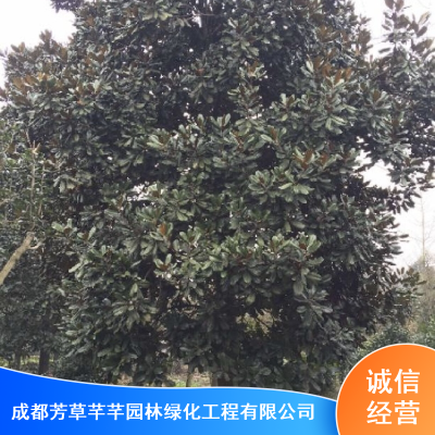 成都芳草芊芊广玉兰落叶型乔木风景树_广玉兰抗虫害园林价格