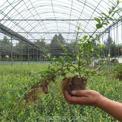 大叶扶芳藤便宜 大叶扶芳藤产地毋庸置疑