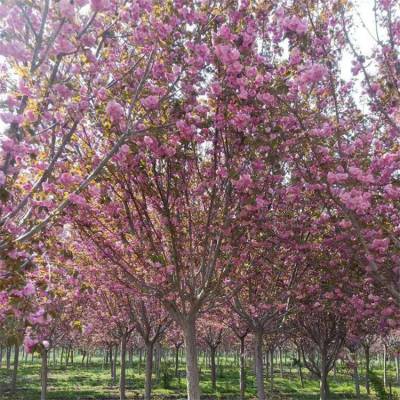 樱花树 各种规格6公分早樱 8、10、12公分樱花树