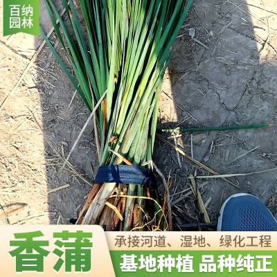 供应香蒲 香蒲种苗 香蒲基地直发 香蒲多少钱一棵