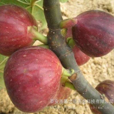 布兰瑞克无花果树苗出售 布兰瑞克无花果树苗种植技术