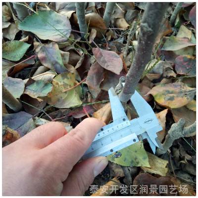 优质瑞雪苹果苗 维纳斯黄金 *** 矮化苹果树苗