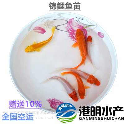 ӦƷѺͽ硿ֲ̹  ޼