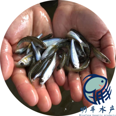 珠山马口鱼苗养殖闽清江门周边山鳡鱼苗埃及塘鲺鱼苗鲜活水产型买就送