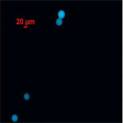 Ӧ ɫ齺΢ ɫ齺΢ 50nm-3mm 10ml