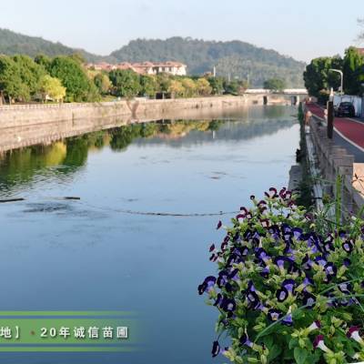 乡村振兴旅游项目绿化,美丽乡村绿化业务