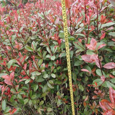 红叶石楠杯苗 汉寿花卉苗木12公分红叶石楠