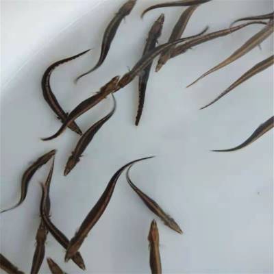 全国鲜活发货钢鳅鱼苗 中华刺鳅 刀鳅鱼苗大规格